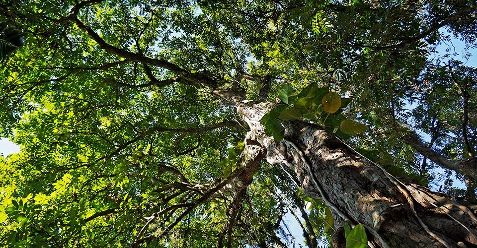 view looking up from under a tall tree