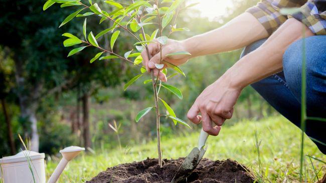 A person crouching, planting a small tree in a pile of dirt outside.