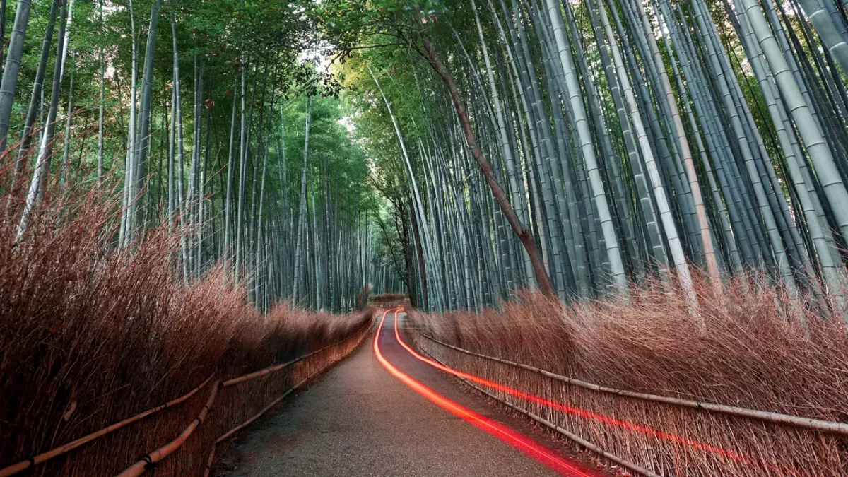 Path going through bamboo forest