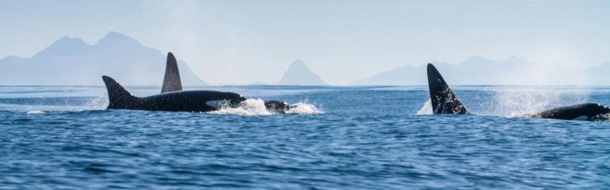 Orcas in the ocean