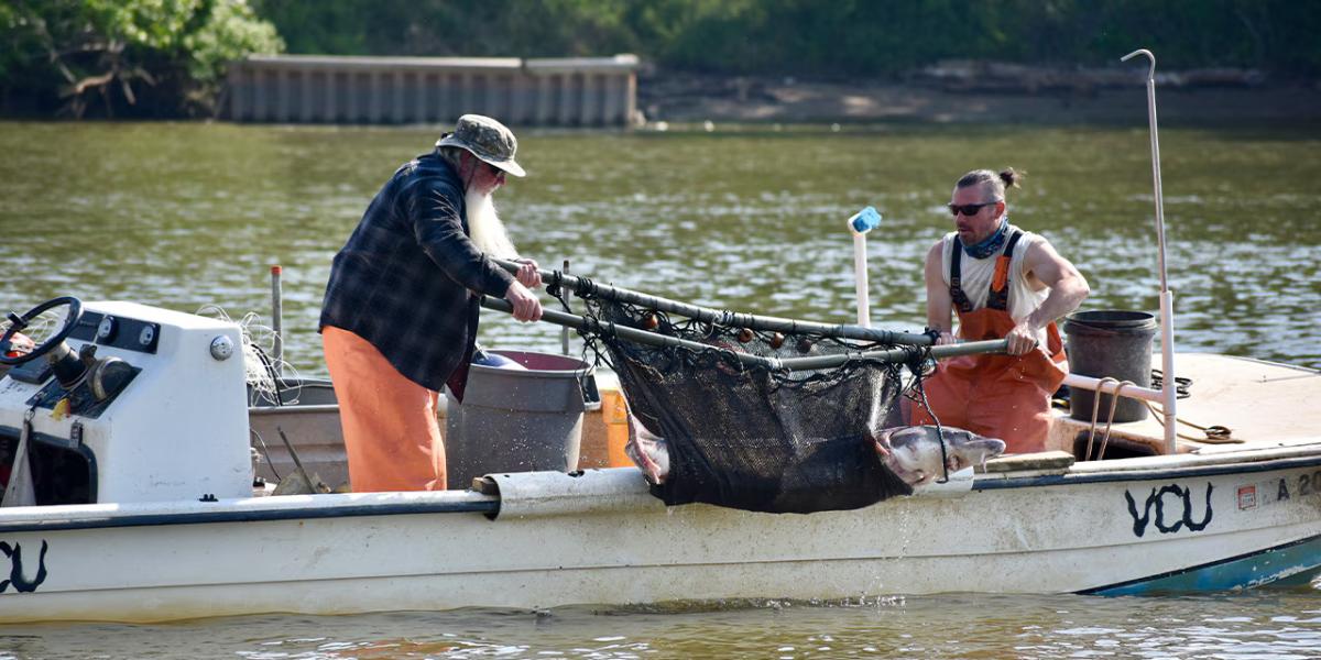 Two people in a small boat lifting a large fish out of the water with a net.