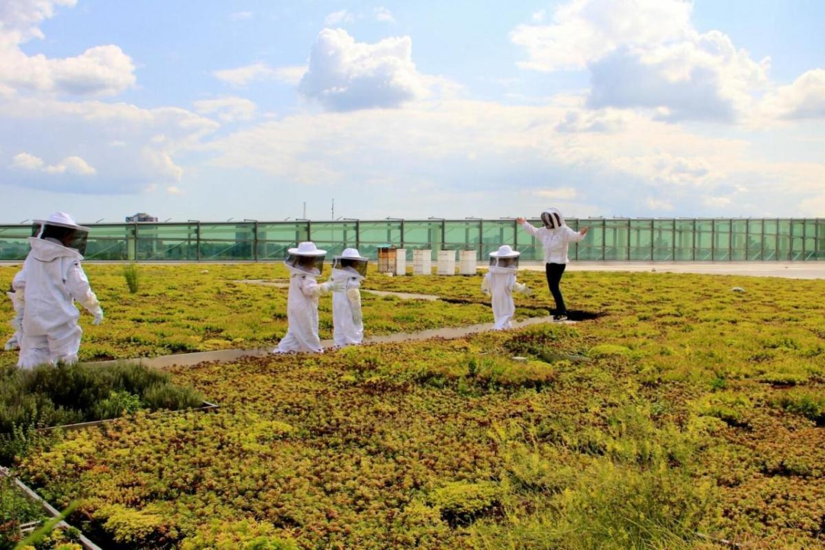 field with honey bees