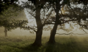 Trees shown with light behind it.