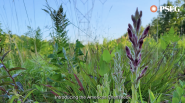 American Chaffseed